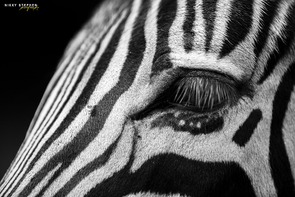 Zebra_3 by Nikky Stephen